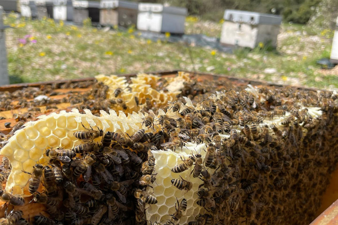 Φρέσκο μελισσοκέρι μετά από έναν μεγάλο χειμώνα!
